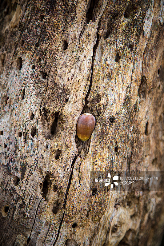 橡果爱心图片素材