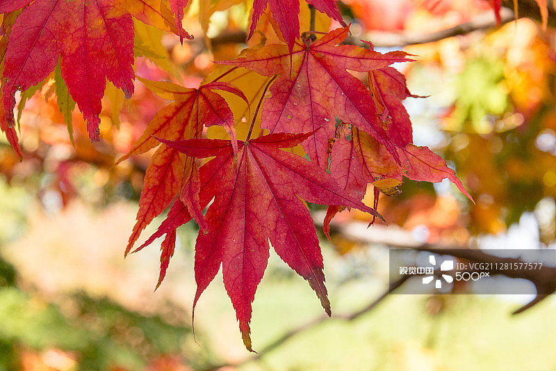 日本枫树图片素材