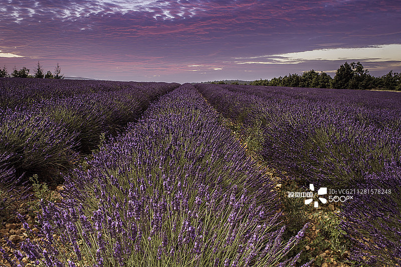 普罗旺斯的黄昏图片素材