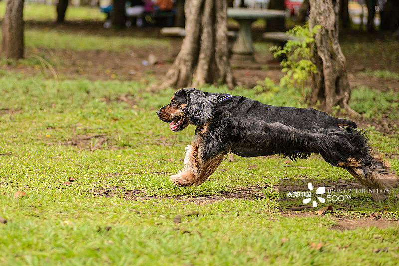 黑色可卡犬图片素材
