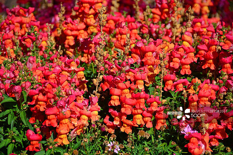 蜜饯金鱼草图片素材