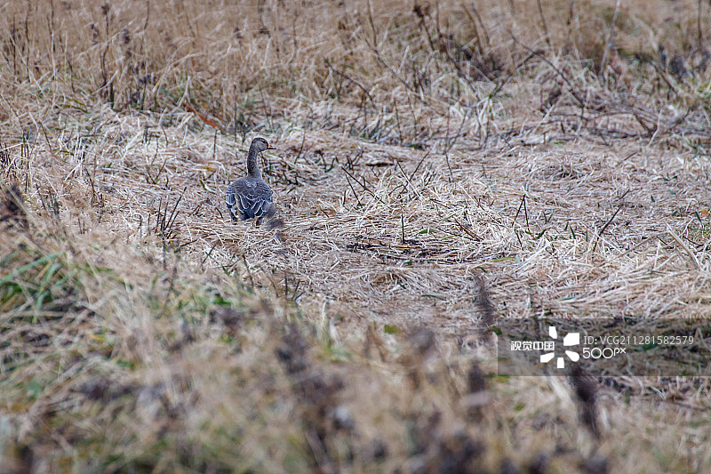 豆雁（野生鹅）图片素材
