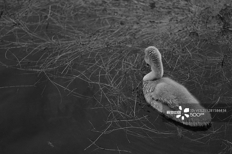 小天鹅图片素材