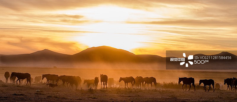 土耳其开塞利的野生伊尔基马图片素材