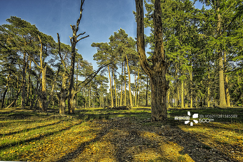 宰斯特博尼亚松树图片素材