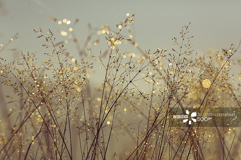 金色宝藏图片素材