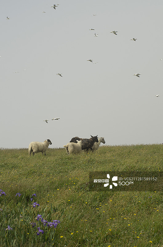 纽芬兰圣玛丽角生态保护区的绵羊图片素材
