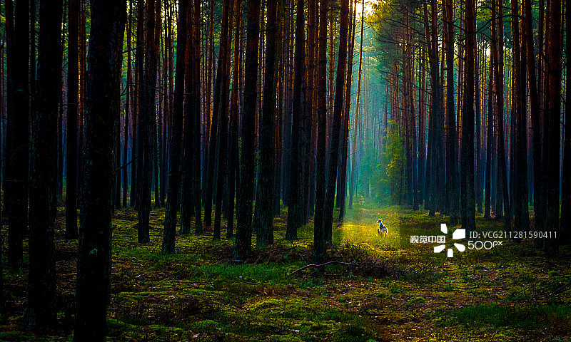 森林里的狗图片素材