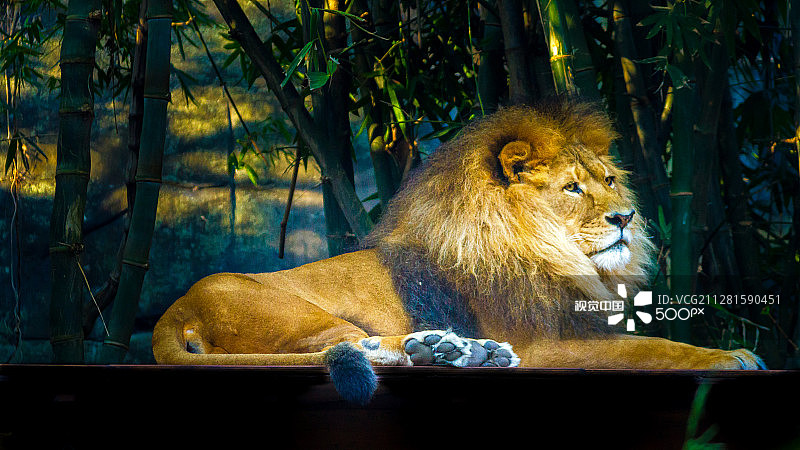 塔龙加动物园的骄傲图片素材