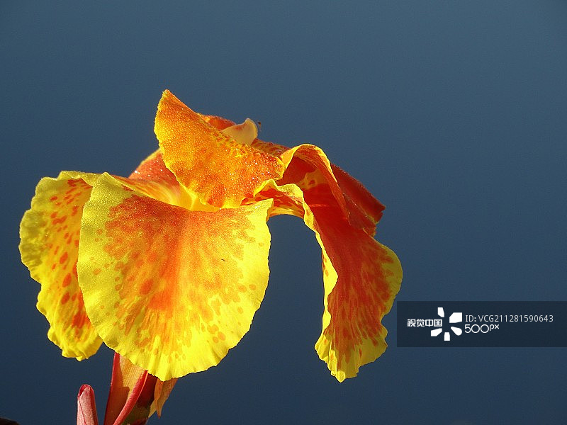 盛开的马蹄莲图片素材