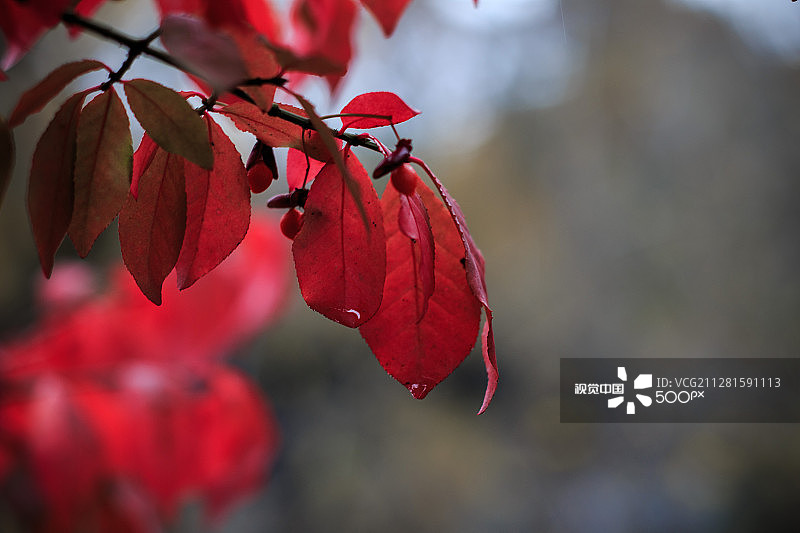 红色秋叶图片素材