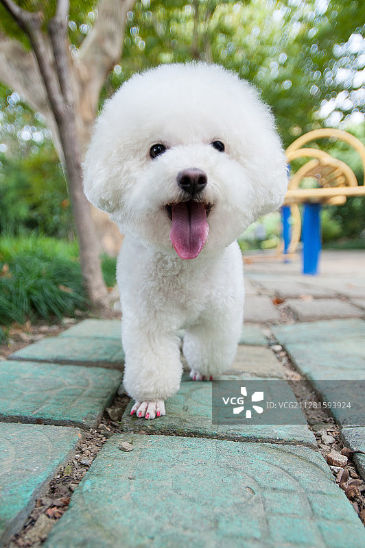 快乐的小狗图片素材