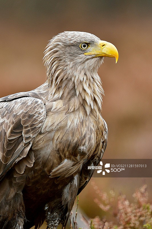 白尾鹰图片素材