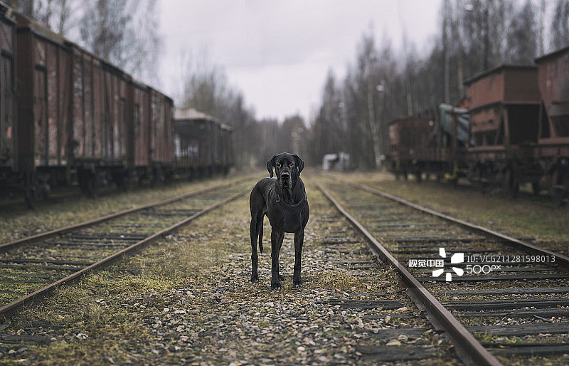 大丹狗图片素材