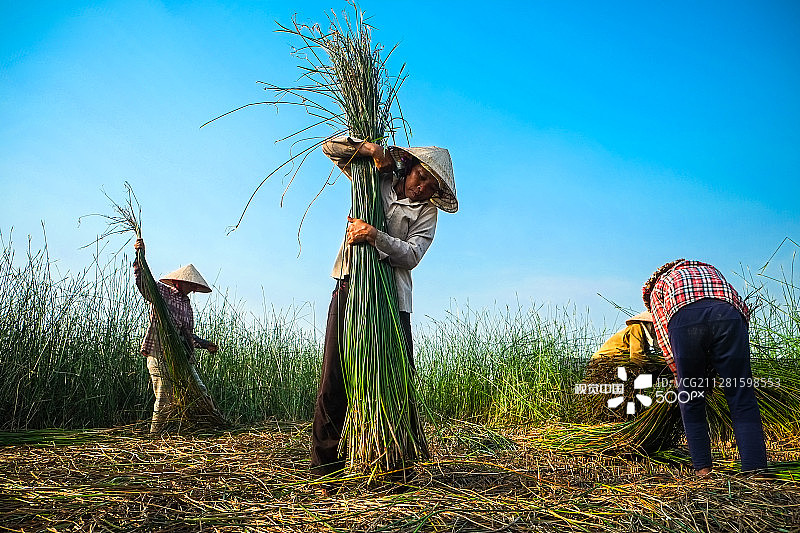 越南农民收割莎草图片素材