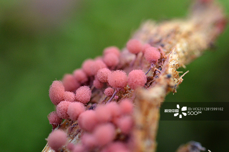 粉色真菌图片素材