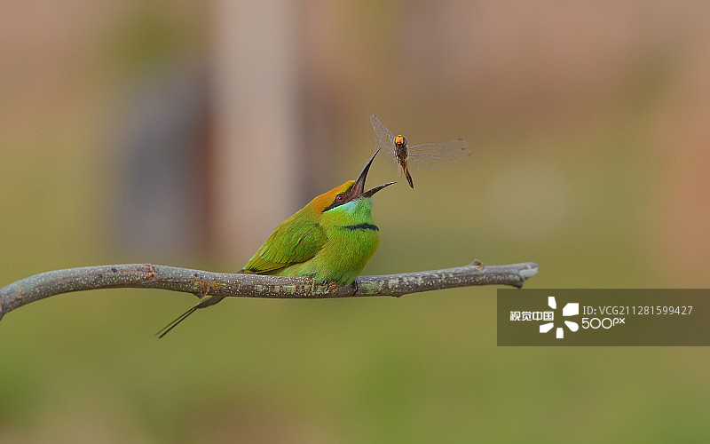 绿色的食蜂鸟图片素材
