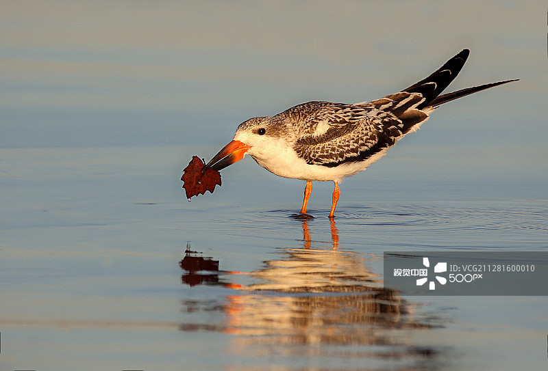 黑燕鸥类图片素材