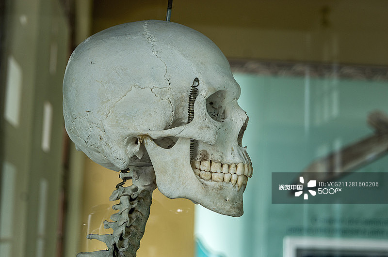 颅骨图片素材