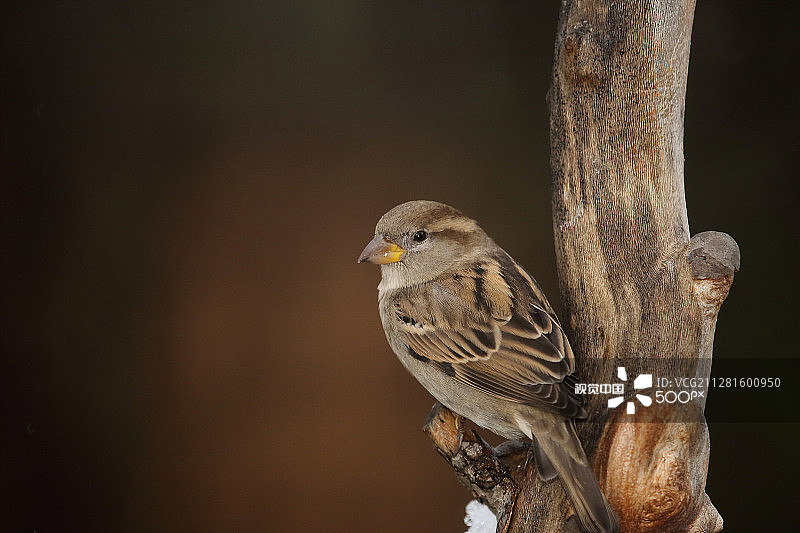麻雀栖息在树枝上图片素材