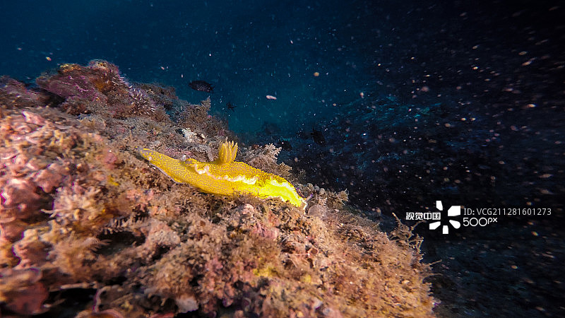 黄色海蛞蝓图片素材