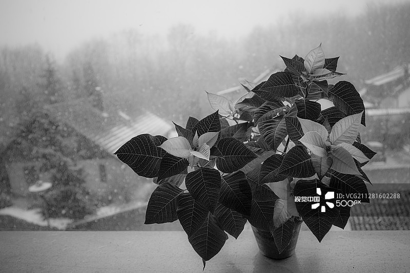 圣诞节花卉图片素材