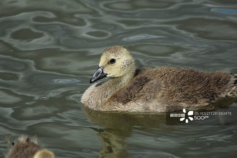 灰雁雏鸟图片素材