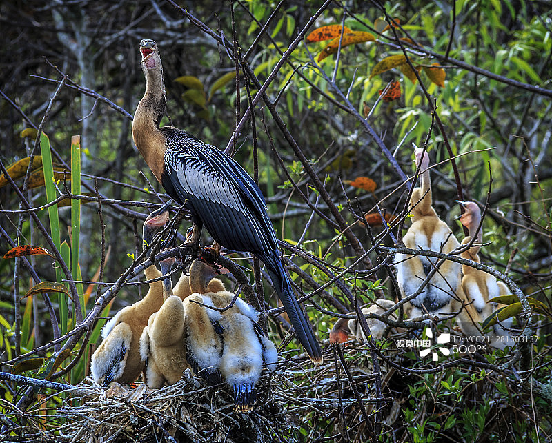 蛇鹈与幼鸟的巢穴，大沼泽地图片素材