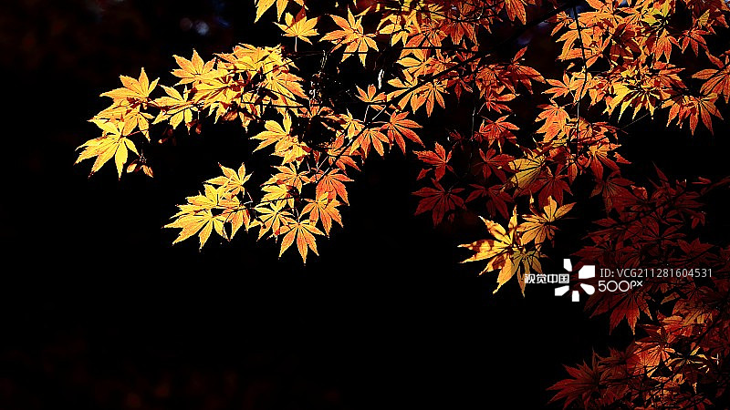 新宿御苑_IMG_1232.JPG图片素材