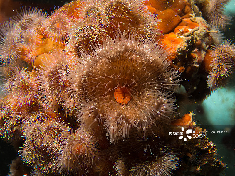 海葵花束图片素材