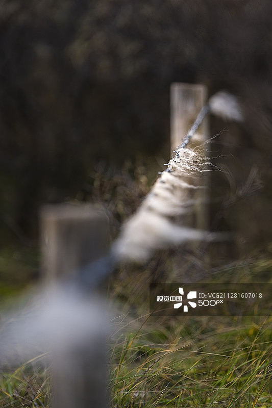 披着羊皮的狼图片素材