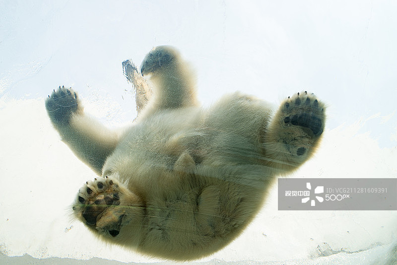 坐在玻璃上的北极熊图片素材