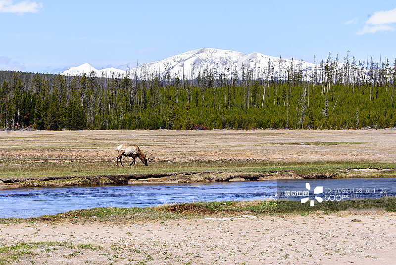 在黄石公园吃草图片素材