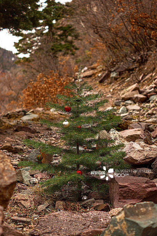 大自然的圣诞树图片素材