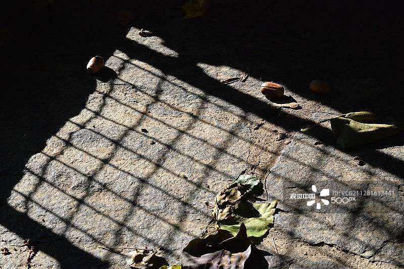 阴影中的橡子图片素材