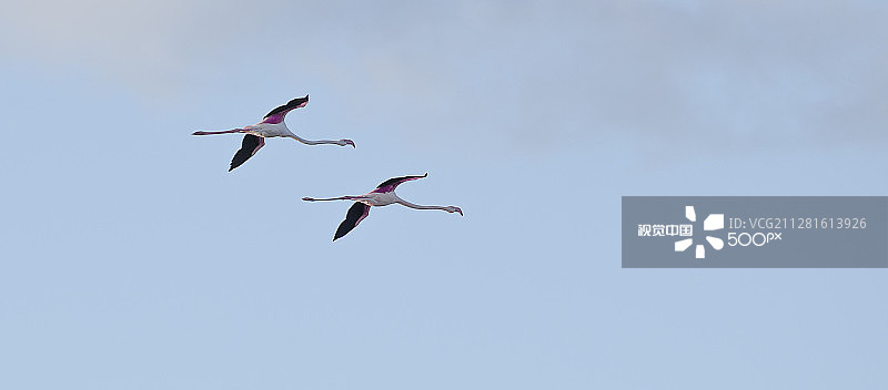 粉红火烈鸟图片素材