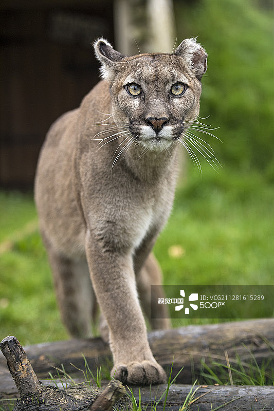 美洲狮图片素材