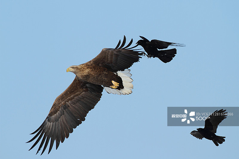 白尾海雕图片素材