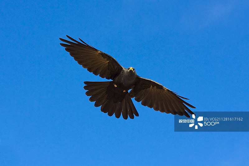 飞翔的高山兀鹫图片素材