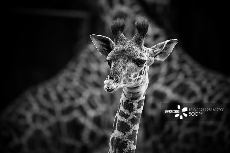 小长颈鹿图片素材