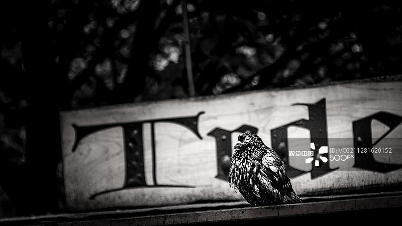 脏鸽子图片素材