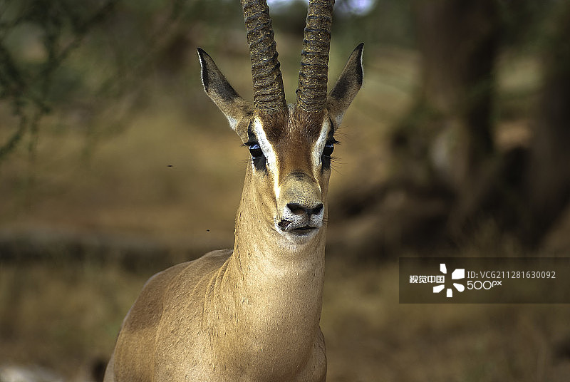 葛氏瞪羚 портрет图片素材