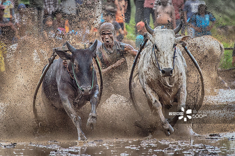 西苏门答腊赛牛图片素材