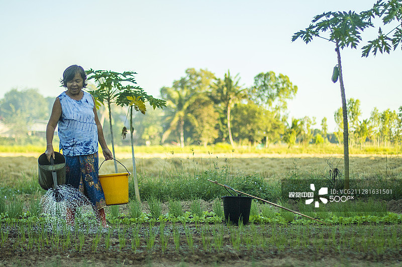 浇灌蔬菜的泰国女人图片素材