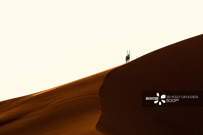 长角羚图片素材