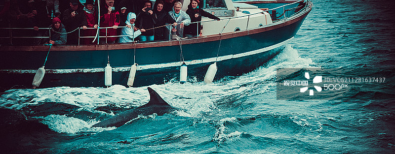 丁格尔海豚图片素材