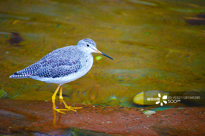 小青脚鹬图片素材