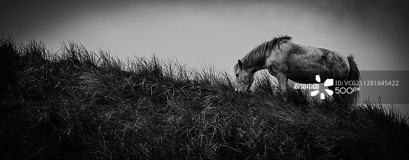 托万斯小马图片素材