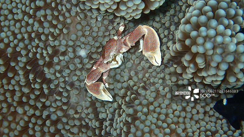 海葵中的瓷蟹图片素材