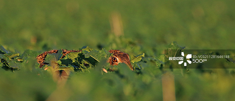 躲藏的野兔图片素材